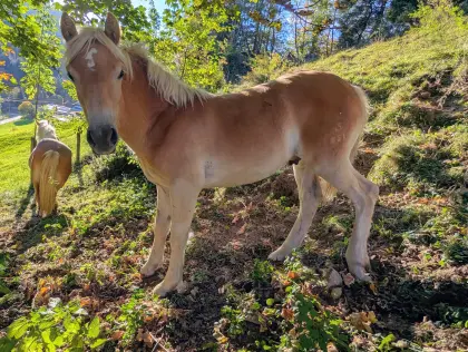 Samson, Hengstfohlen, Sommerhit x Vis a Vis (MV Wolfgang)