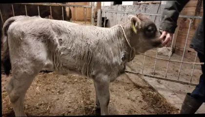 Originales Braunviehstierkalb