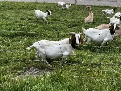 Burenziegenbock