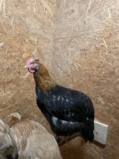 Sulmtaler Hahn