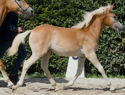 Capriola, Haflinger Stute