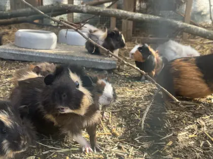 Meerschweinchen