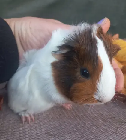 Meerschweinchen-Weibchen
