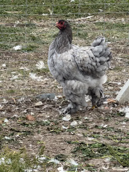 Brahma-Hennen