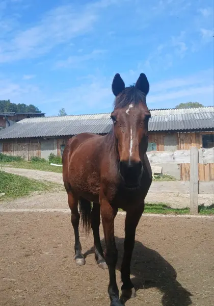 Warmblutmix-Stute