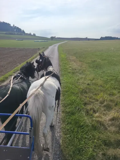 Ponys