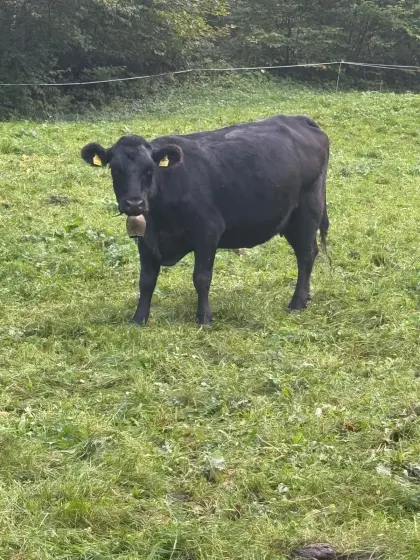 Angus-Kuh tragend