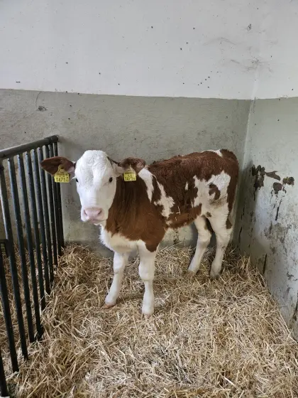 2 Zuchtkälber