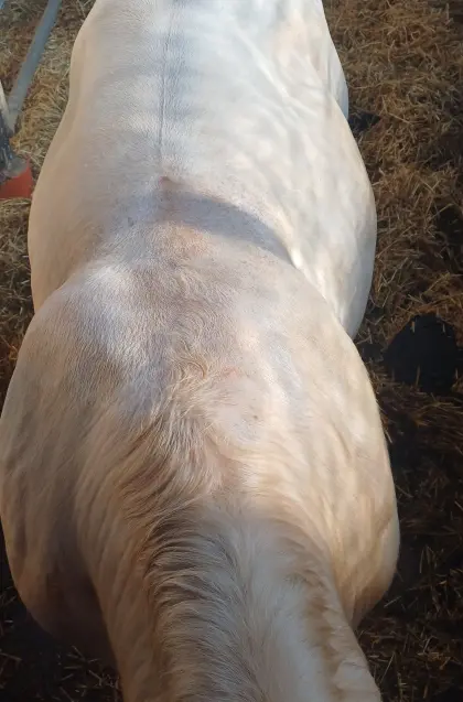 Verkaufe Charolais-Stier