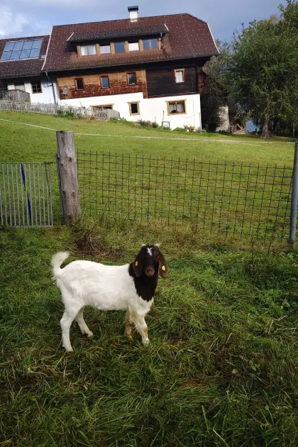 Ziegenbock