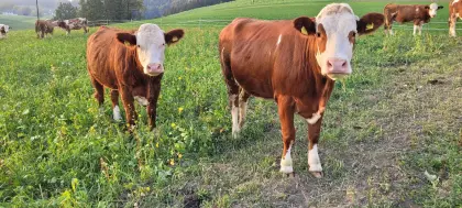Verkaufe 2 Stk. trächtige Fleckvieh-Kalbinen