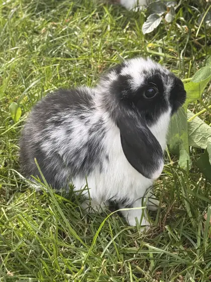 Mini Lop, männlich/weiblich, zu vergeben