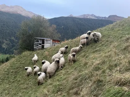 4x Walliser Schwarznasen-Widder
