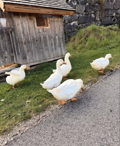 3 Pekingenten zu verschenken
