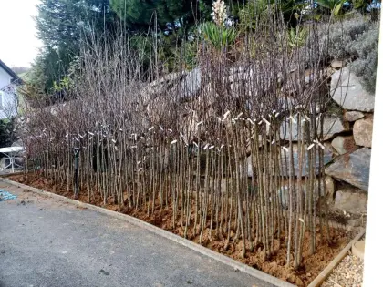 Obstbäume, viele robuste alte Sorten, 200 bis 300 cm, Apfel, Birnen