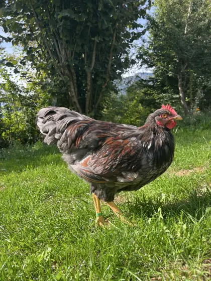 Blau doppeltgesäumter Barnevelder-Hahn