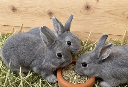 3 Geschwister Zwergkaninchen