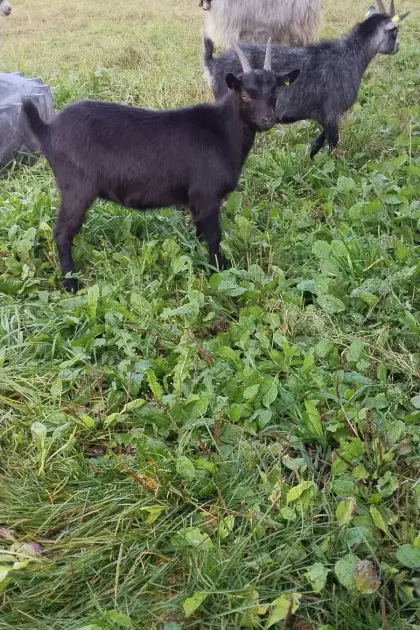 Blobe Bockkitze, Blobe Kitze