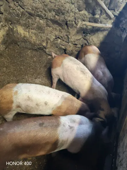 Ferkel Duroc