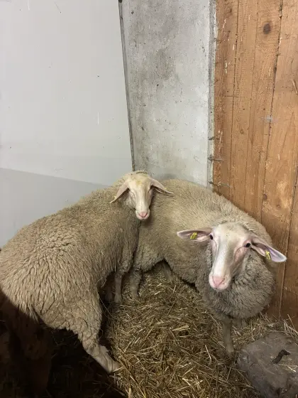 Merino-Schafe