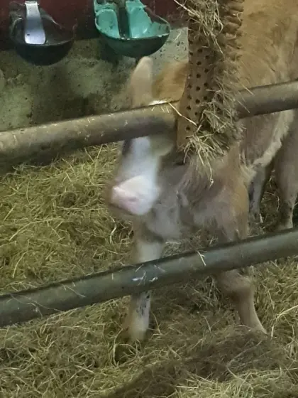 Stierkalb