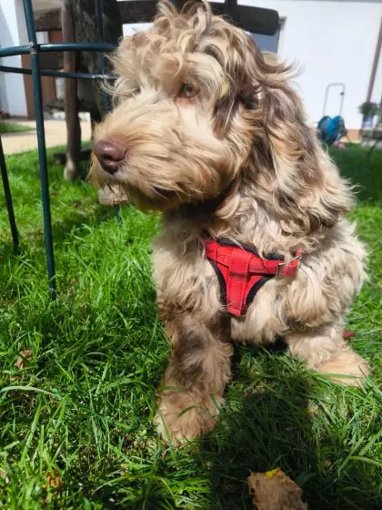 Cockerdoodle