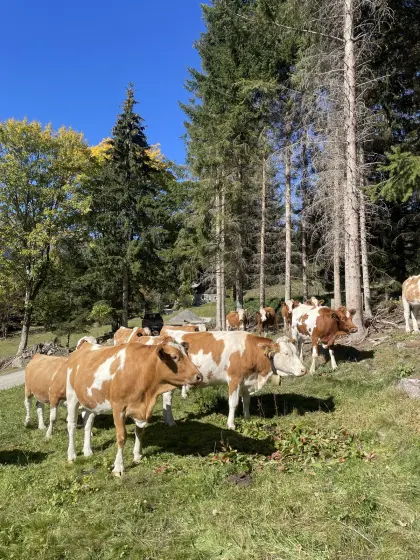 Trächtige BIO Fleckviehkalbinnen