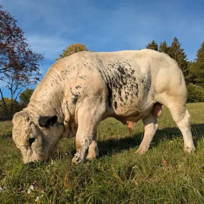 Pustertaler Sprinzen Stier