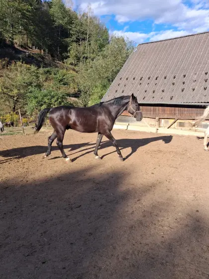 Fahrpferd