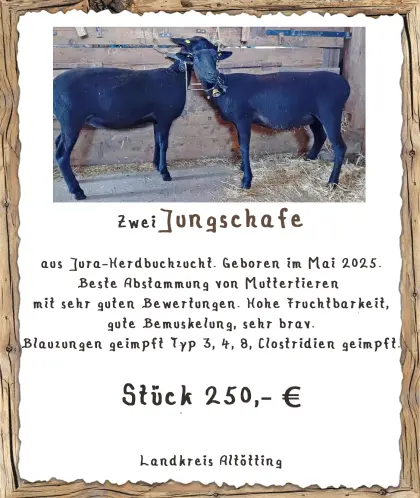 Juraschafe