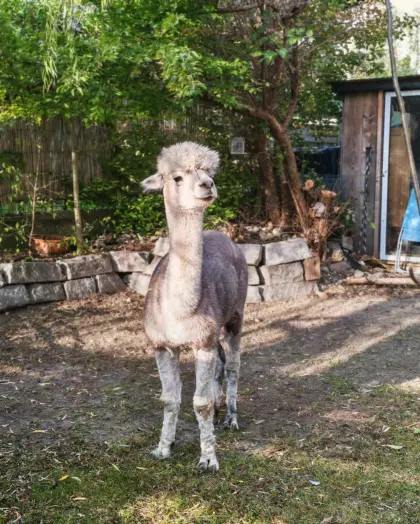 Bruno sucht ein neues Zuhause