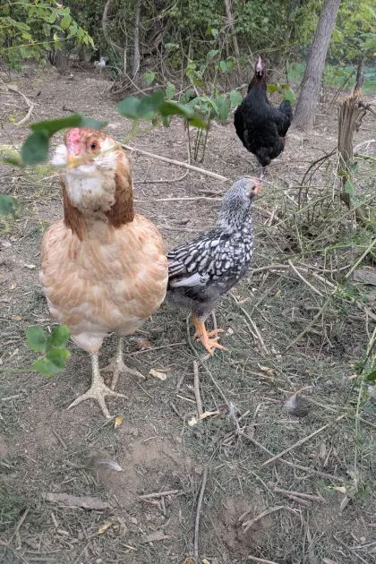 Zwerg-Wyandotte x Araucana Hahn