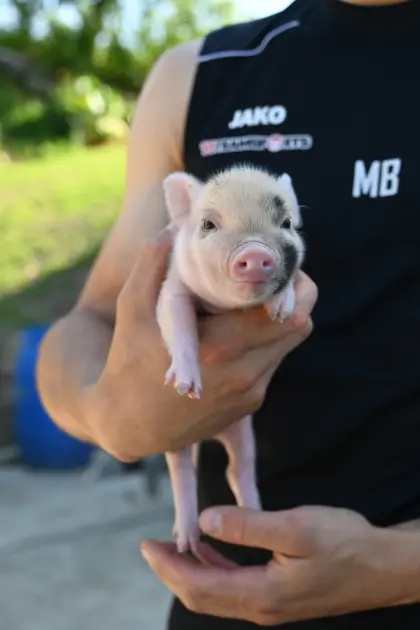 Micro-, Teacup-Schweine