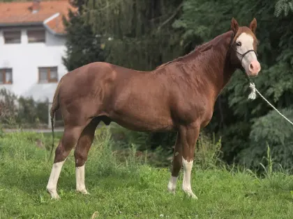 Mehr Paint Horses zu verkaufen