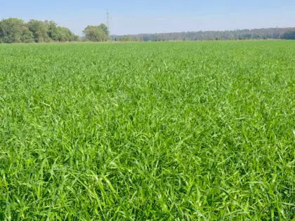 Grünland-Ackerfutter ab Feld