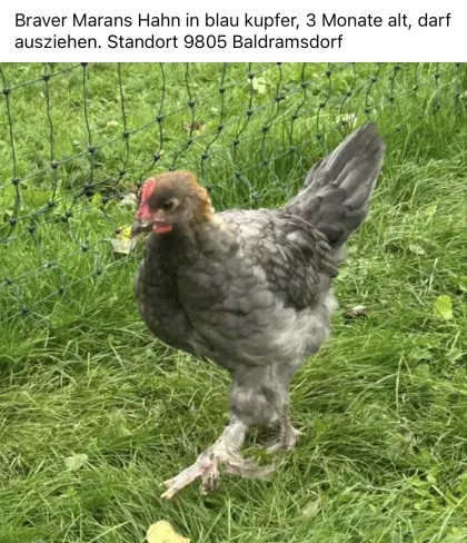 Marans-Hahn