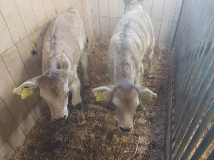 Verkaufe graues Kalb