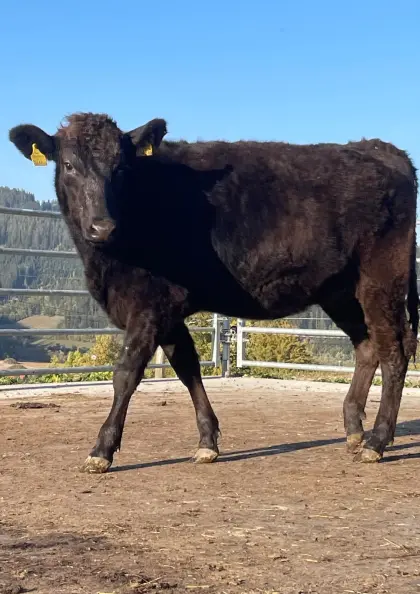 Wagyu-Kalbin Fiona