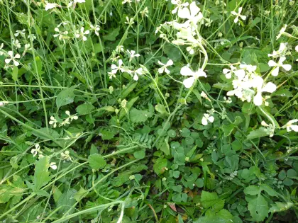 Landsberger Gemenge (von Biobetrieb)