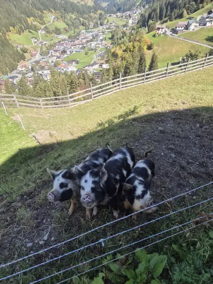 Kunekune-Schweine