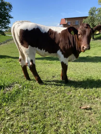 Pinzgauer Kalb