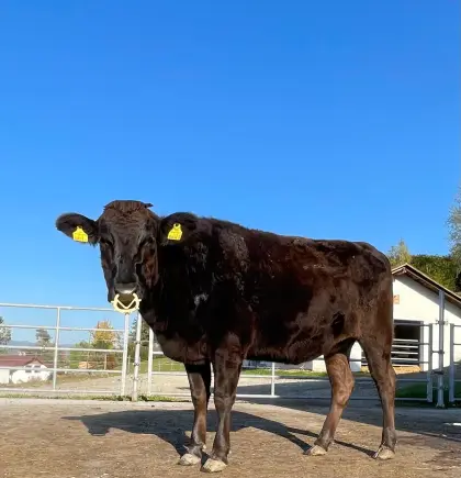Wagyu-Kalbin Jumanshi