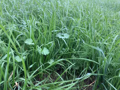 5,5 ha Gras zum selber mähen, Silage