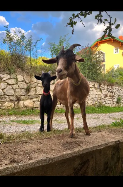 Ziegen