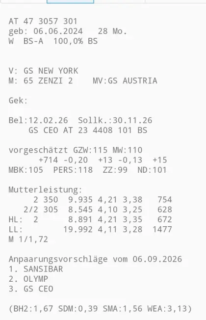 Verkaufe hochträchtige Brown Swiss Kalbinnen