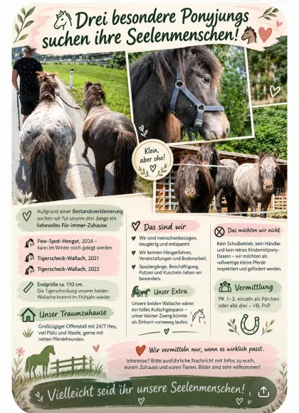 Ponys zum Verlieben