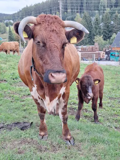 Verkaufe Bullenkalb