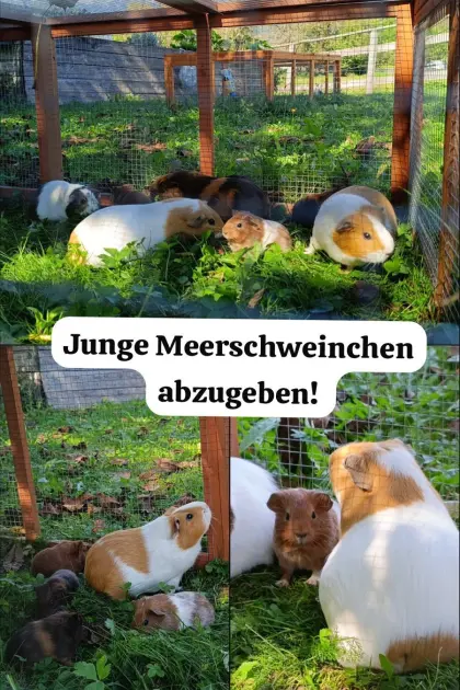 Meerschweinchen