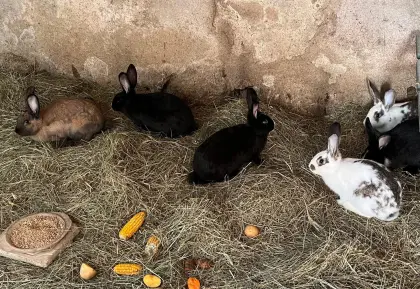 Verkaufe Kaninchen