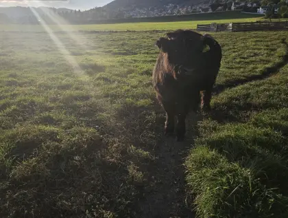 Hochlandrind, schwarz, weiblich, Kalb